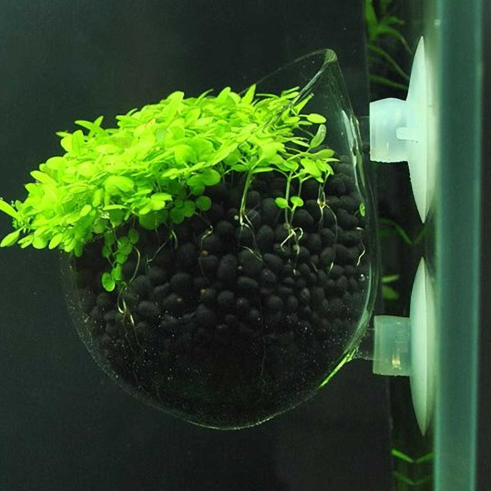 Live Plant Aquarium - 수족관 식물 홀더 유리 수생 식물