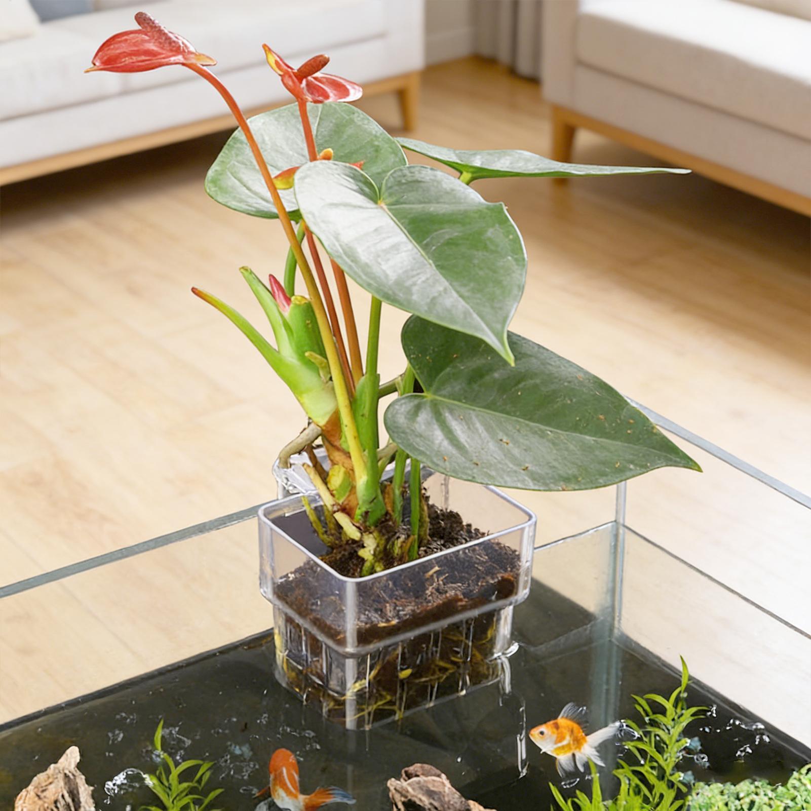 Aquarium Plant Holder - 수족관 식물 바구니 투명 어항 걸이
