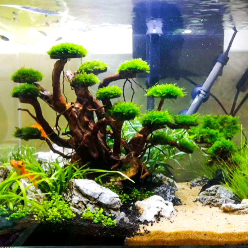 Aquarium Driftwood - 수족관 조경용 이끼나무 뼈대 마감된 유목