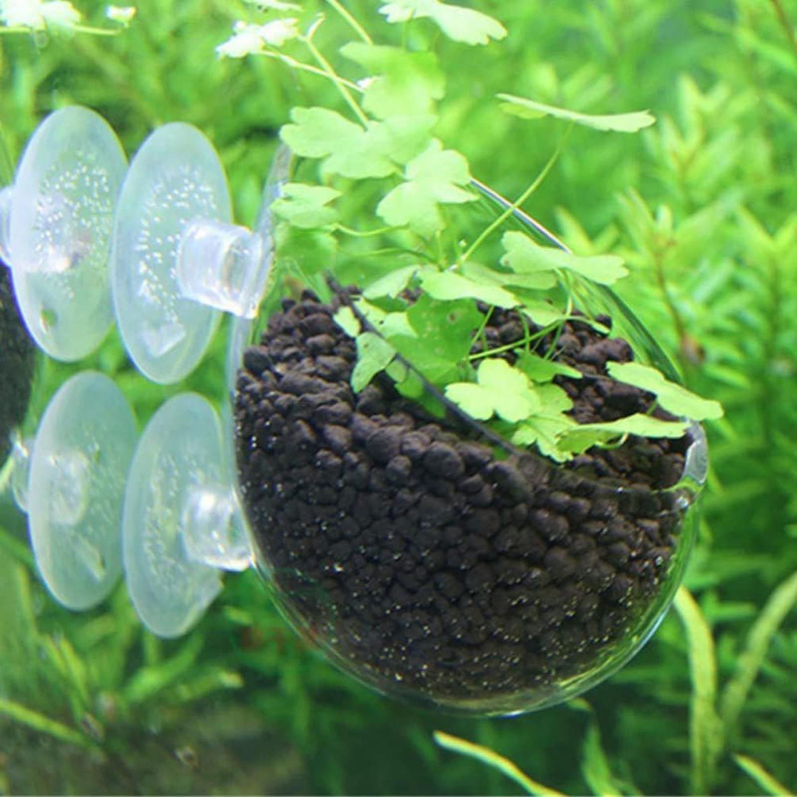수족관 식물 홀더 유리 수생 식물 화분 흡착판 포함 생 - Live Plant Aquarium 리뷰 및 가격