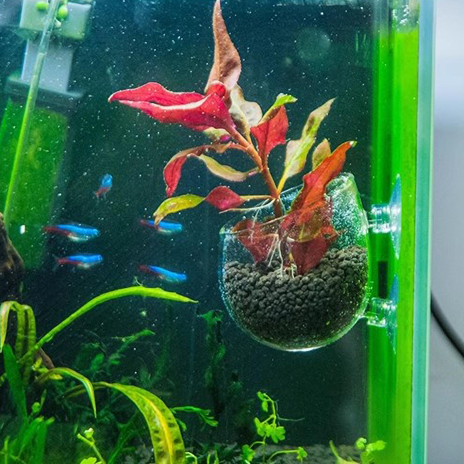 수족관 식물 홀더 유리 수생 식물 화분 흡착판 포함 생 - Live Plant Aquarium 리뷰 및 가격