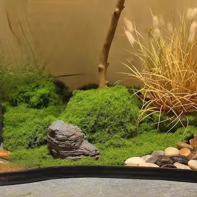 200g 영원한 생명 이끼 DIY 공예 잔디 인공 녹색 - Aquarium Moss 리뷰 및 가격