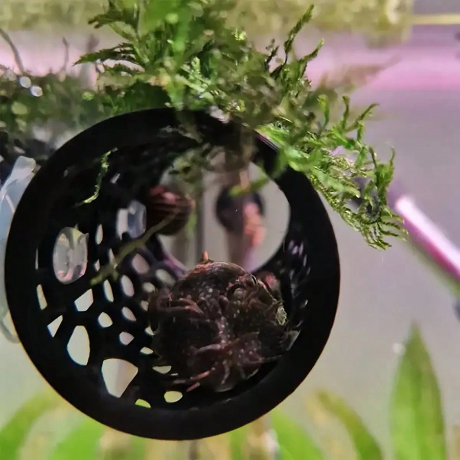 베타 물고기 은신처 속이 빈 튜브 장식품, 흡착판이 있 - Aquarium Plants Live 리뷰 및 가격