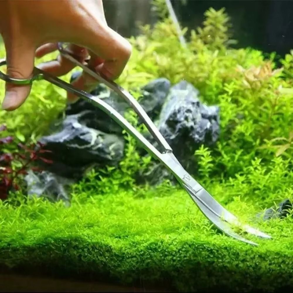 1개 스테인레스 스틸 수족관 가위 직선형 곡선형 25c - Planted Aquarium Cleaning 리뷰 및 가격