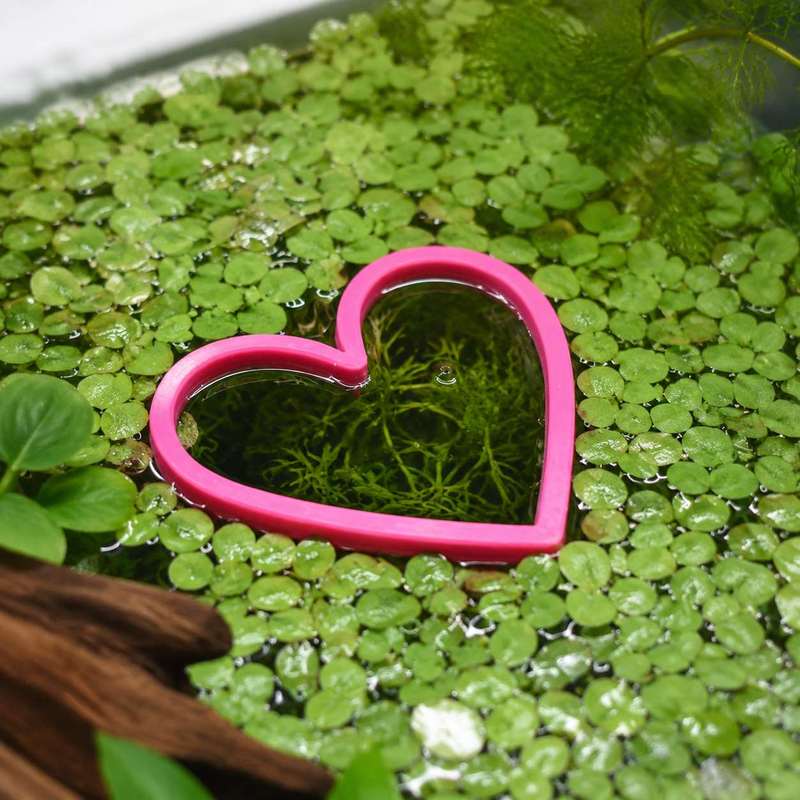 하트 모양의 물고기 먹이 공급 링 수족관 어항 물고기  - Aquarium Fertilizer 리뷰 및 가격