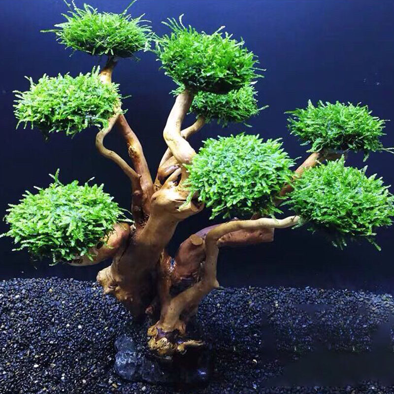 어항 녹화 나무 프레임 심기 장식 액세서리, 이끼 나무 - Aquarium Driftwood 리뷰 및 가격