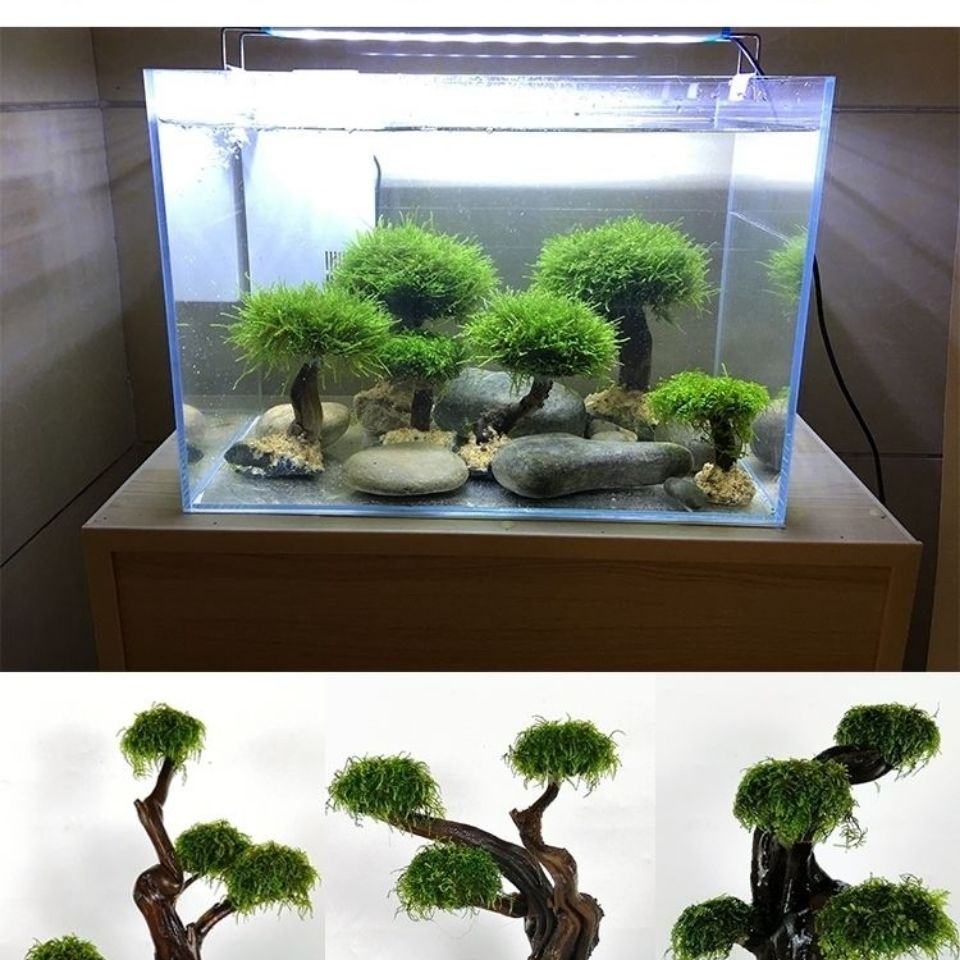 어항 녹화 나무 프레임 심기 장식 액세서리, 이끼 나무 - Aquarium Driftwood 리뷰 및 가격