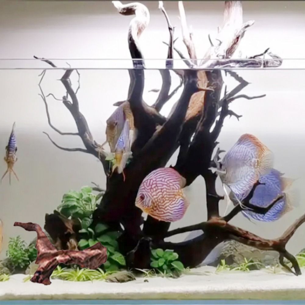 창의적인 불규칙 모양의 산호나무 천연 나무 유목 트렁크 - Aquarium Driftwood 리뷰 및 가격