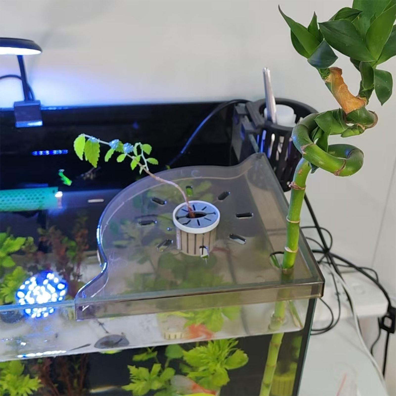 삼각형 어항 코너 수납 랙 수족관 식물 홀더 펀치 없는 - Aquarium Plants Live 리뷰 및 가격